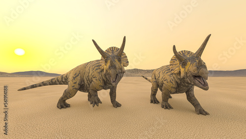 two triceratops in the desert on the afternoon © DM7