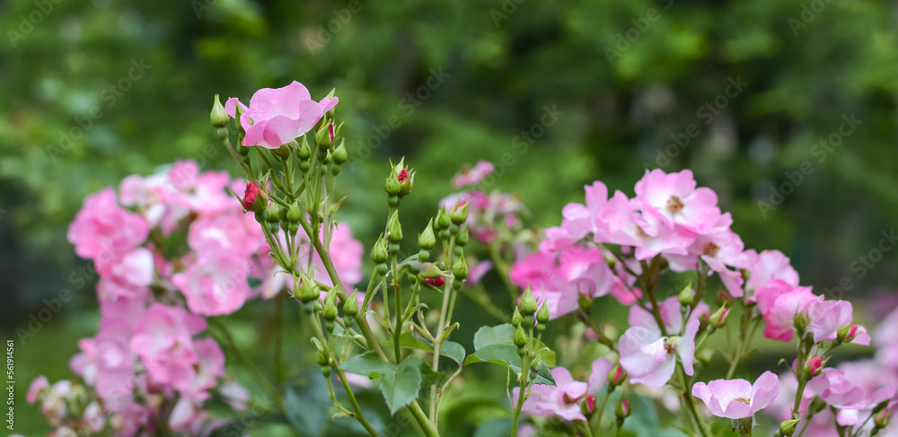 Blooming bush of pink park roses in the summer garden. Tea rose. Copy space Blooming bush of pink park roses in the summer garden. Tea rose. Copy space