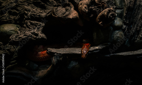 Serpiente dentro de una cueva