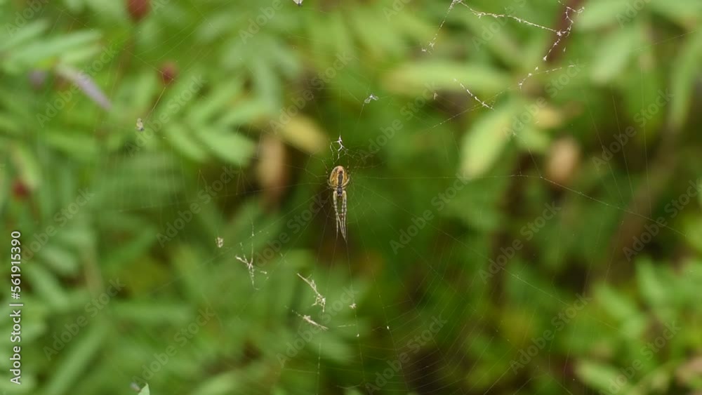 The orb-weaver sits in the center of the web, waiting for a victim. The spider is hunting.