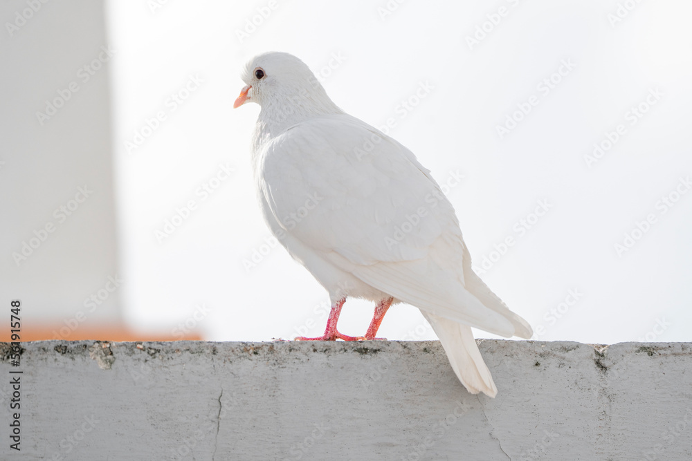 White pigeon dove on a clean white background White pigeon dove on a clean white background
