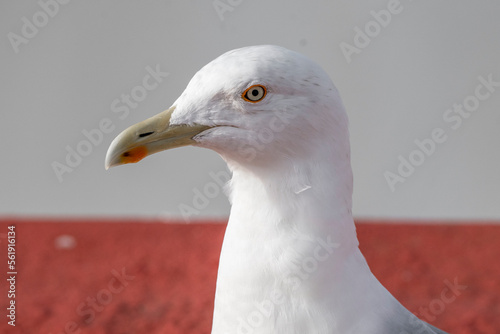 Seagull portrait close-up