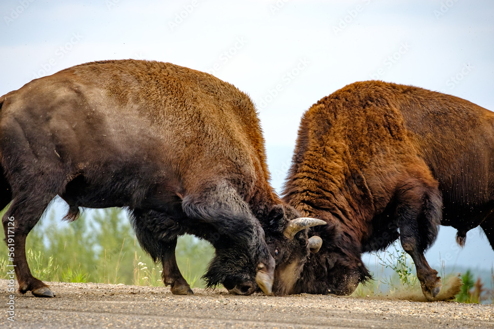 Bull Bison for a mate in Central Alaska during the summer Bull Bison for a mate in Central Alaska during the summer