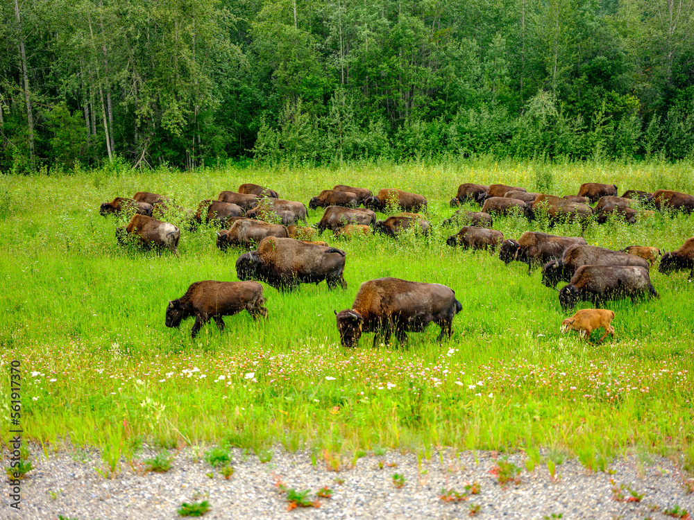 Bison herd foraging for food in Alaska