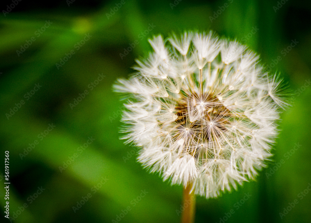 Fototapeta premium dandelion on green background