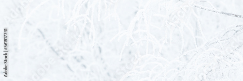 Snow and rime ice on the branches of bushes. Trees covered with hoarfrost. Plants in the park are covered with hoar frost. Cold snowy winter weather. Frosting texture. Wide panoramic light background. © Andrei Stepanov