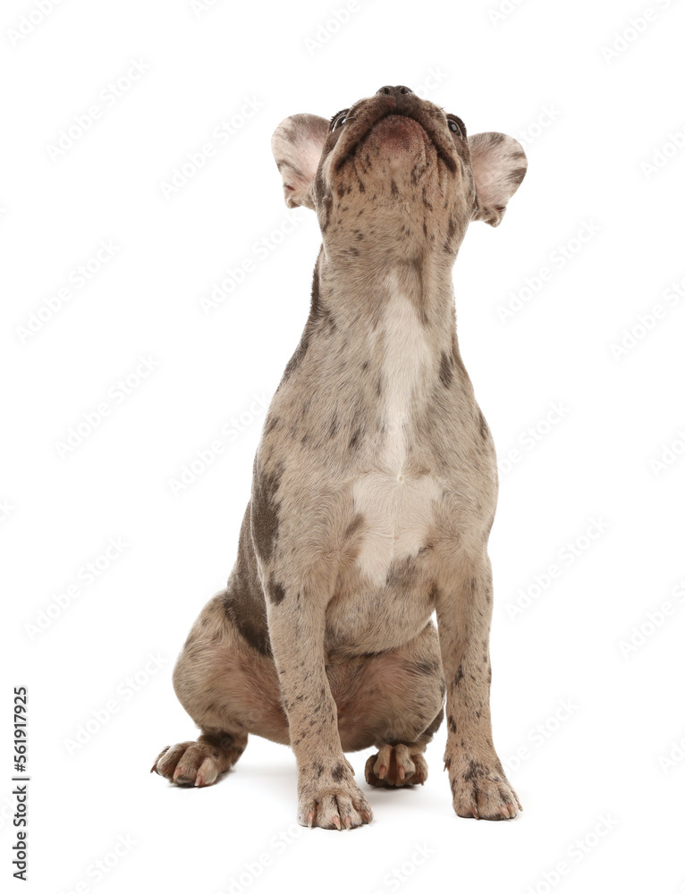 Obraz premium Cute French Bulldog sitting on white background