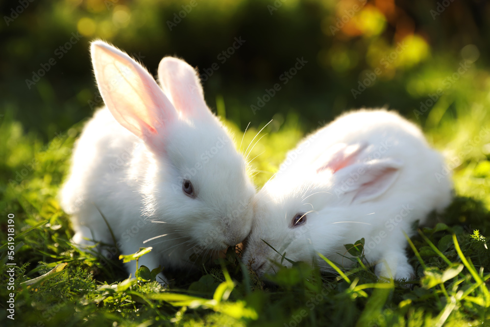 Cute white rabbits on green grass outdoors Cute white rabbits on green grass outdoors