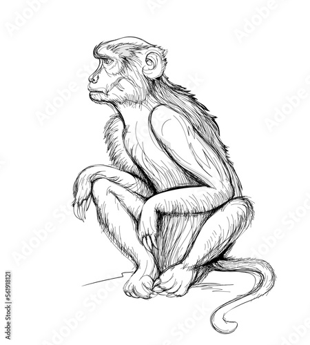 Illustration of cute monkey. Wildlife animals. Black and white isolated drawing of macaque for encyclopedia. Print for children book, encyclopedia, fabric, fashion, wallpaper. Flat cartoon vector.