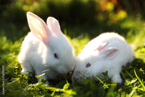 Cute white rabbits on green grass outdoors