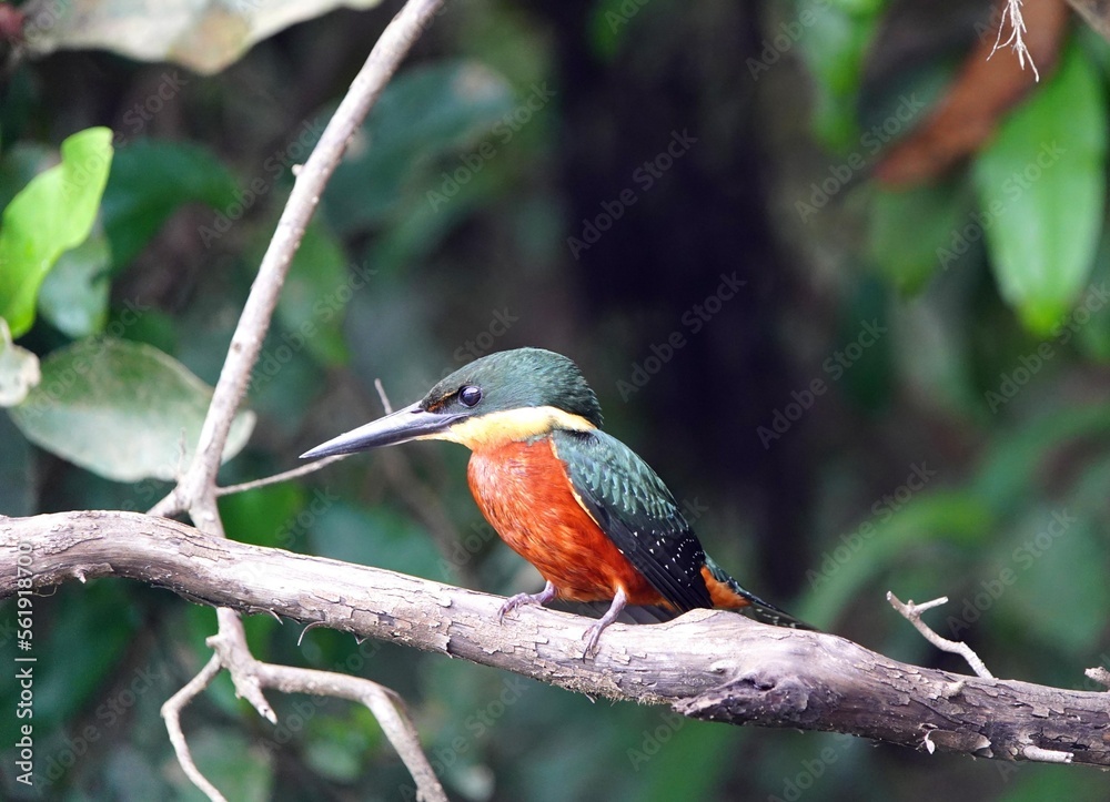 Green-and-rufous Kingfisher male, (Chloroceryle inda) Alcedinidae family. Green-and-rufous Kingfisher male, (Chloroceryle inda) Alcedinidae family.