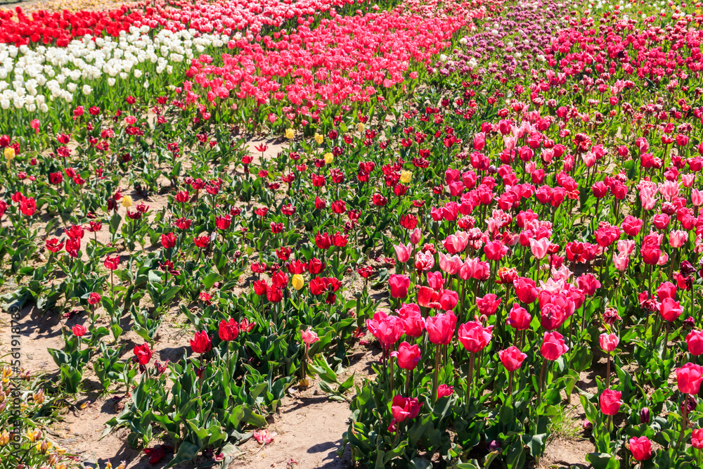 Beautiful multicolored tulips in a flower park at spring Beautiful multicolored tulips in a flower park at spring