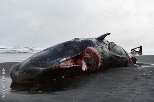 Canvas Print small sperm whale washed up on beach