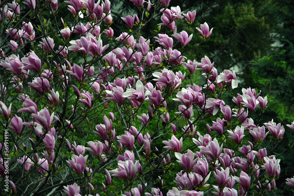 Blooming magnolia tree in a spring garden.