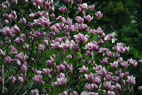 Obraz na płótnie Blooming magnolia tree in a spring garden. w salonie