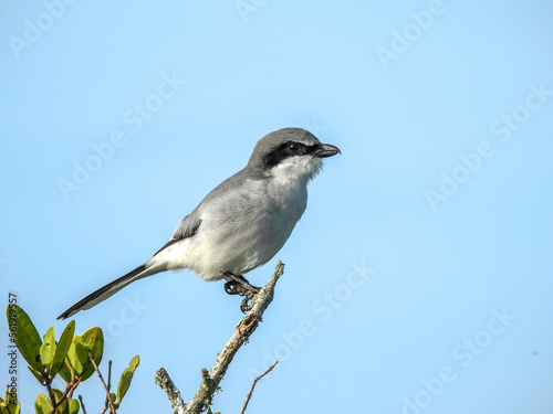 Bilde på lerret Loggerhead shrike at the Lake Apopka Wildlife Refuge in Florida