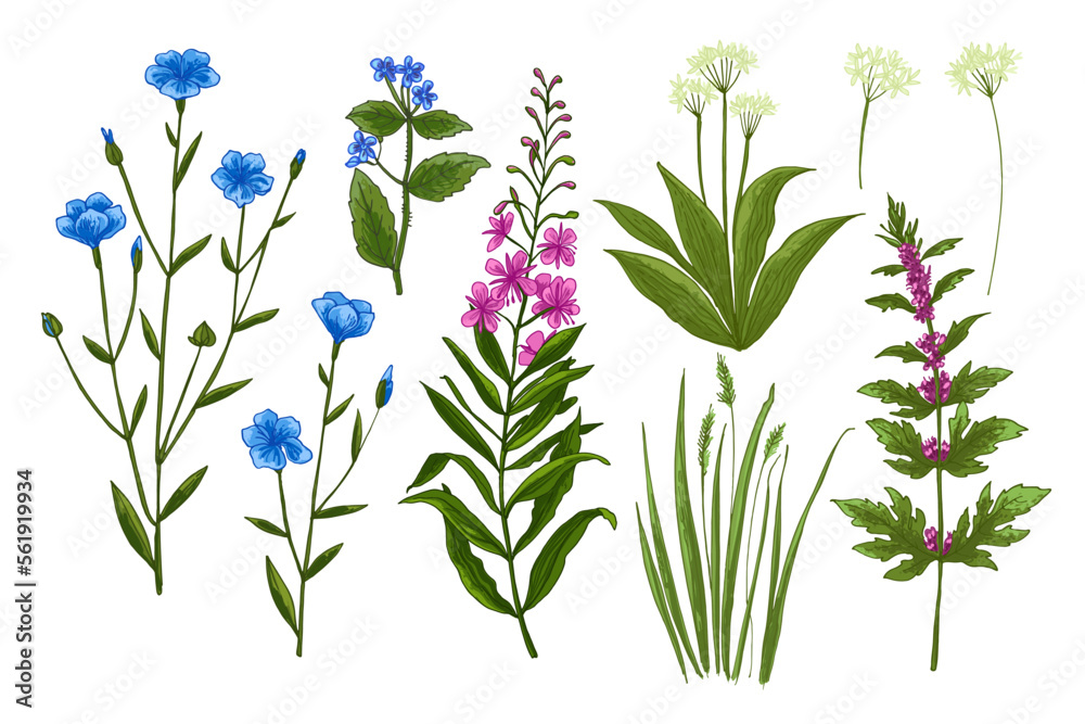Naklejka premium Wild flowers and meadow grasses. Summer field flowers. Botanical illustration. Perennial flax, Blooming Sally, Evergreen alkanet, Wild garlic, Leonurus