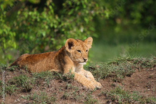 Fototapeta Naklejka Na Ścianę i Meble -  Cute lion cub resting on a small hill, bushes at backgroound