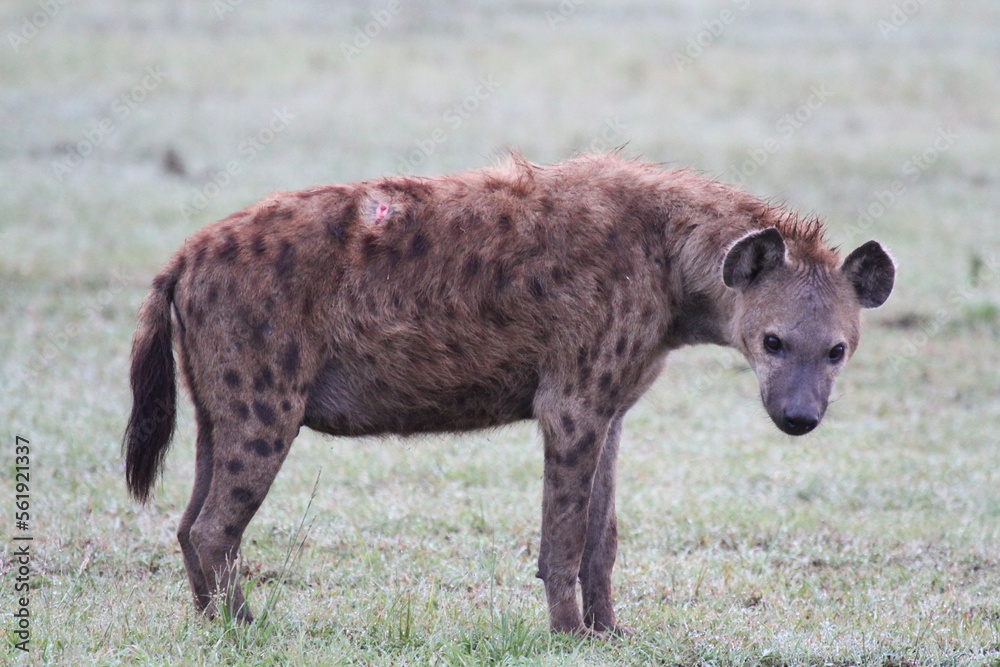 Adult yena with her head lowered looks in to camera Adult yena with her head lowered looks in to camera