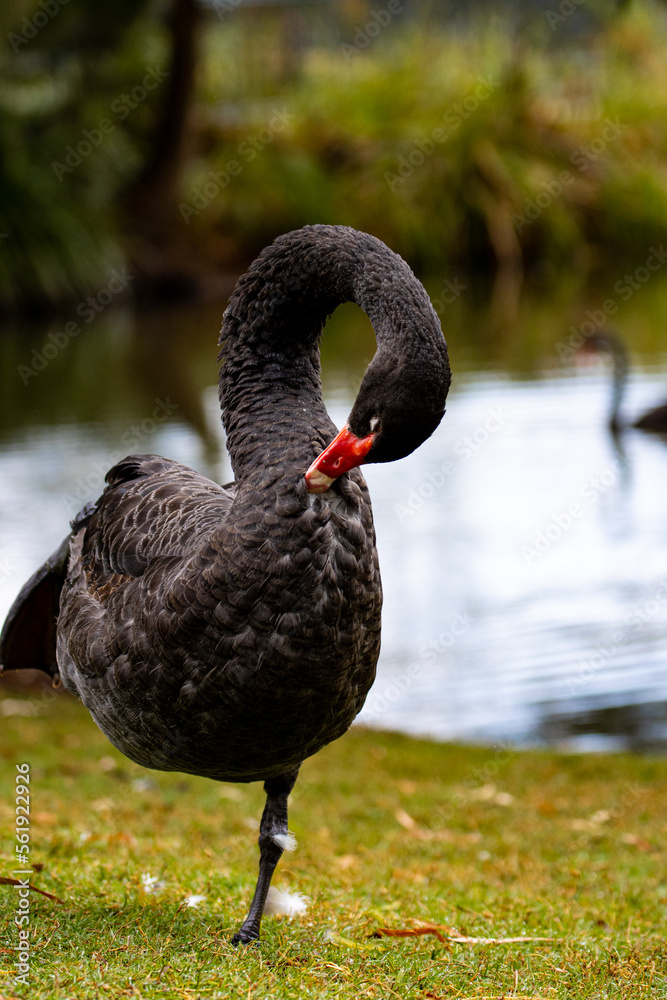 Obraz premium Portrait of a beautiful dignified black swan standing on one leg and cleaning its feathers near a pond in Queensland, Australia 