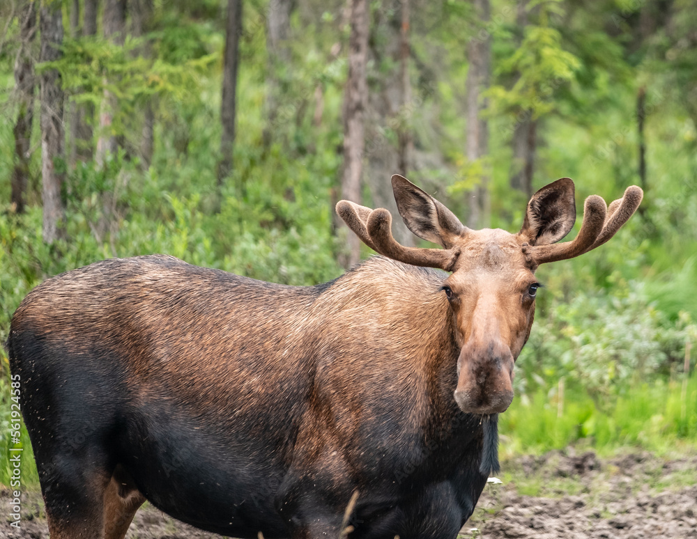 A young bull moose with velvet covered antlers munches on lichen and grasses in a wooden meadow in Alaska A young bull moose with velvet covered antlers munches on lichen and grasses in a wooden meadow in Alaska