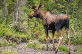 A young bull moose with velvet covered antlers munches on lichen and grasses in a wooden meadow in Alaska
