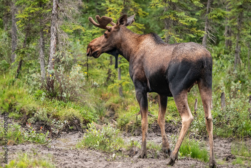 A young bull moose with velvet covered antlers munches on lichen and grasses in a wooden meadow in Alaska