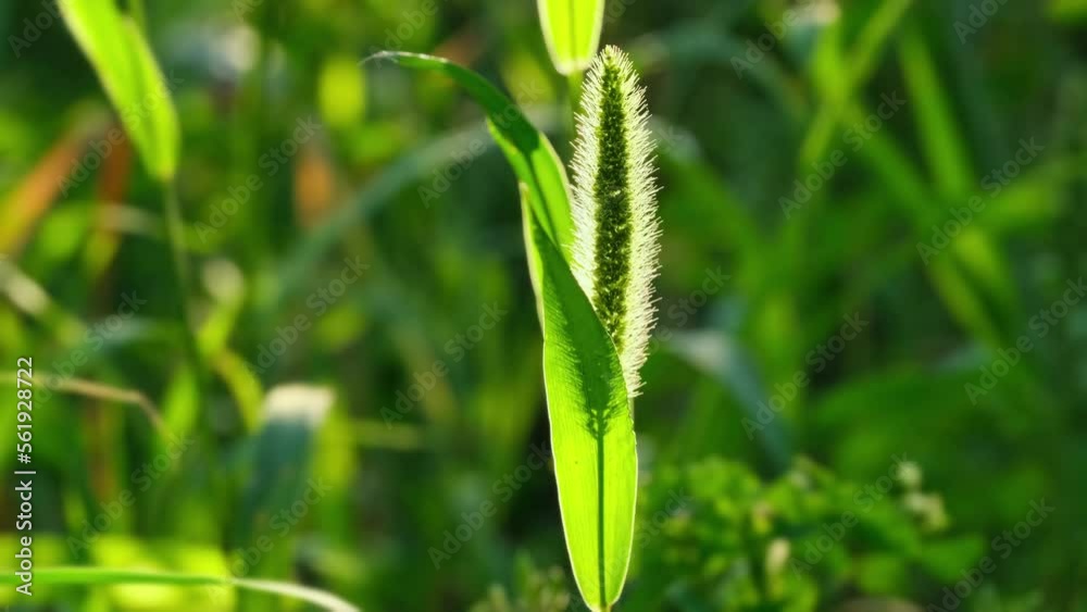 Nature background. Wild green grass with spikelets smoothly swinging in wind. Wild spica swinging in the wind. Summer wild plants on field. close-up selective focus Nature background. Wild green grass with spikelets smoothly swinging in wind. Wild spica swinging in the wind. Summer wild plants on field. close-up selective focus