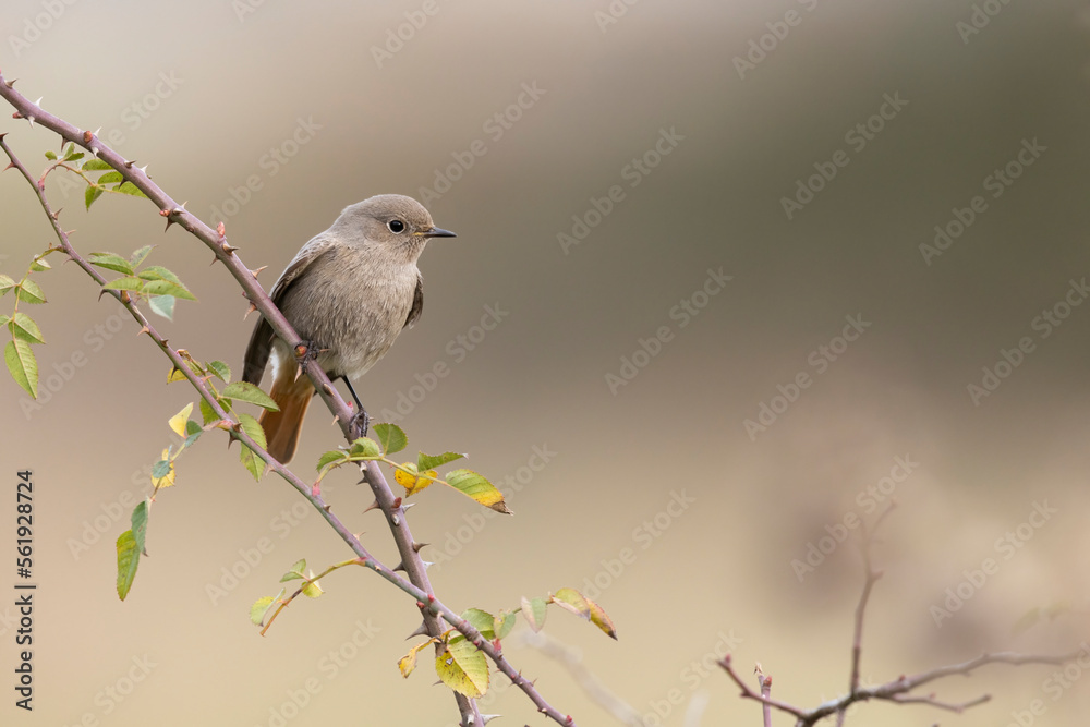 The black redstart (Phoenicurus ochruros) is a small passerine bird. The black redstart (Phoenicurus ochruros) is a small passerine bird.
