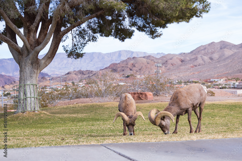 Fototapeta premium Bighorn sheep grazing on grass