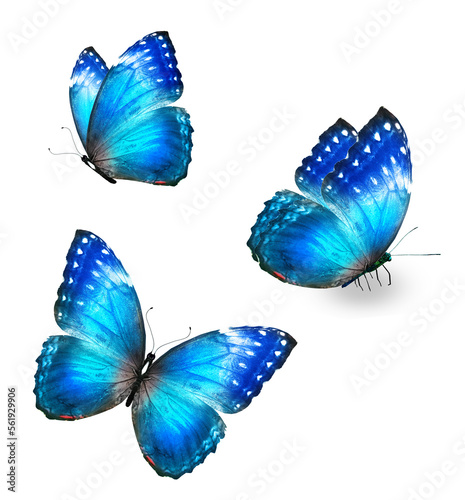Three color Morpho butterfly, isolated on the white background © suns07butterfly