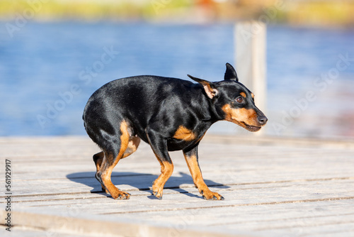 A frightened black miniature pinscher dog walks on a wooden deck against the backdrop of blue water.