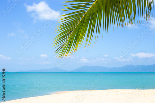 Seascape. Beach with white sand and azure sea, palm leaf against the sky