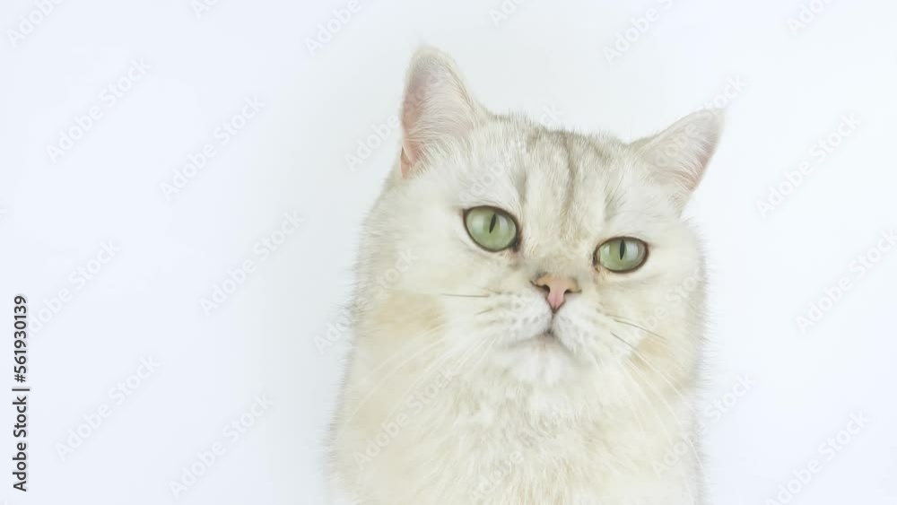 Close up of white British shorthair cat with green eyes sits on a white background in the studio Close up of white British shorthair cat with green eyes sits on a white background in the studio