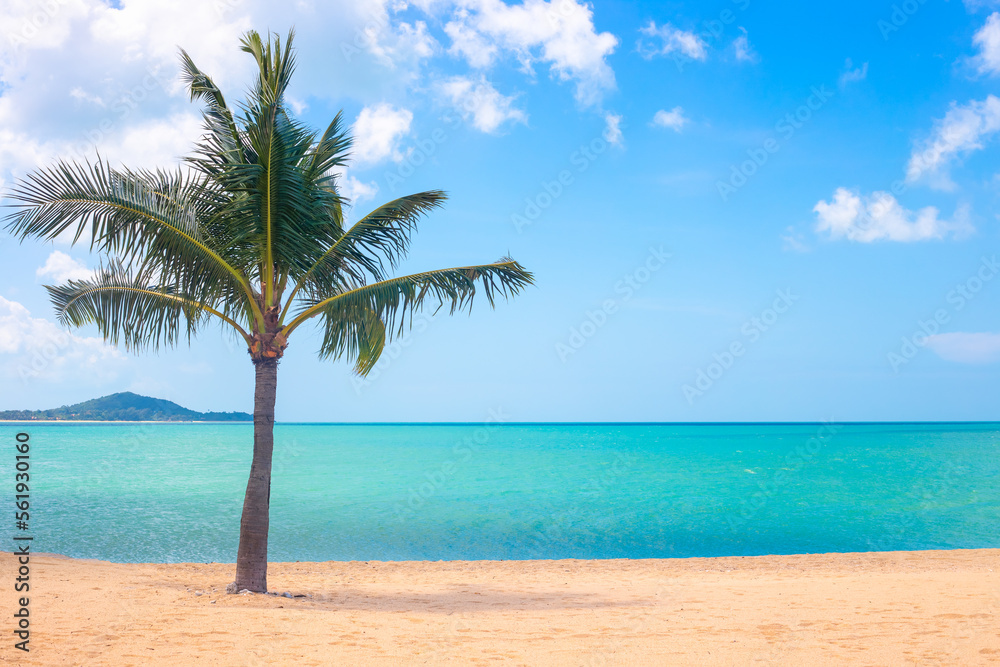 seascape. A sandy seashore with a growing palm tree. Travel and tourism