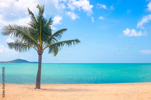 seascape. A sandy seashore with a growing palm tree. Travel and tourism © Natalia