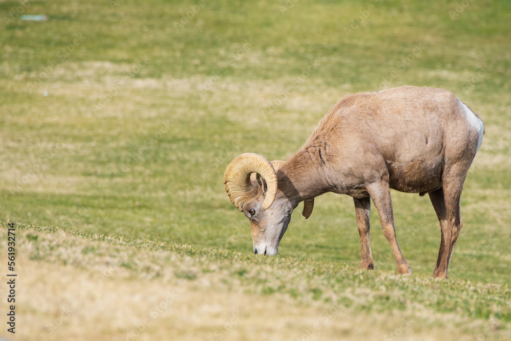 Bighorn sheep grazing on grass Bighorn sheep grazing on grass