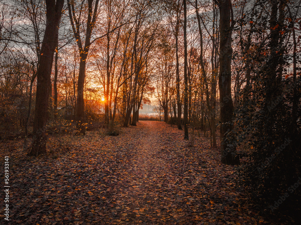 Autumn colors in the Dutch forest 'Madestein' during the sunrise in The Hague, Netherlands
