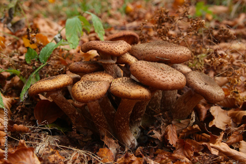 Boletus mushrooms in the forest.