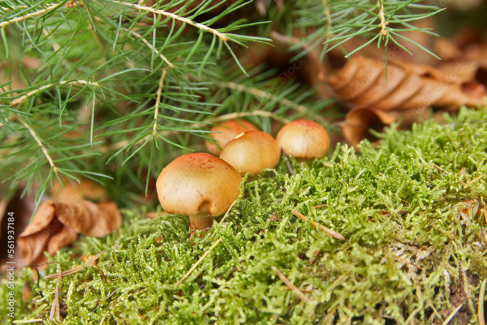 POISONOUS False mushrooms in the forest. POISONOUS False mushrooms in the forest.