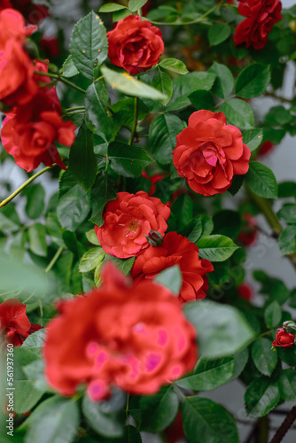 A bush of red roses on a green background