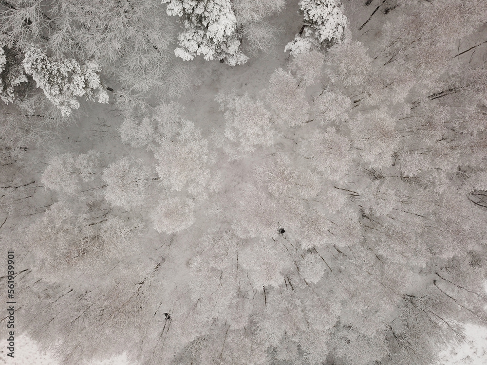 Naklejka premium Winter forest from above