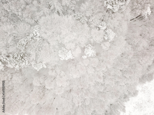 Winter forest from above