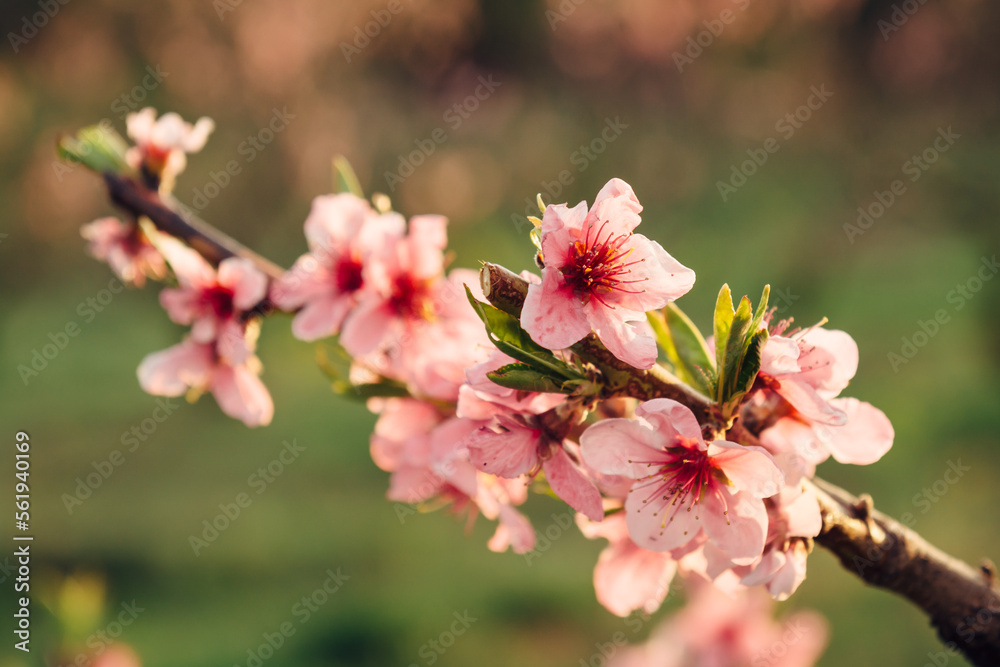 Spring blooming peach with closeup pink flowers at sunset Spring blooming peach with closeup pink flowers at sunset