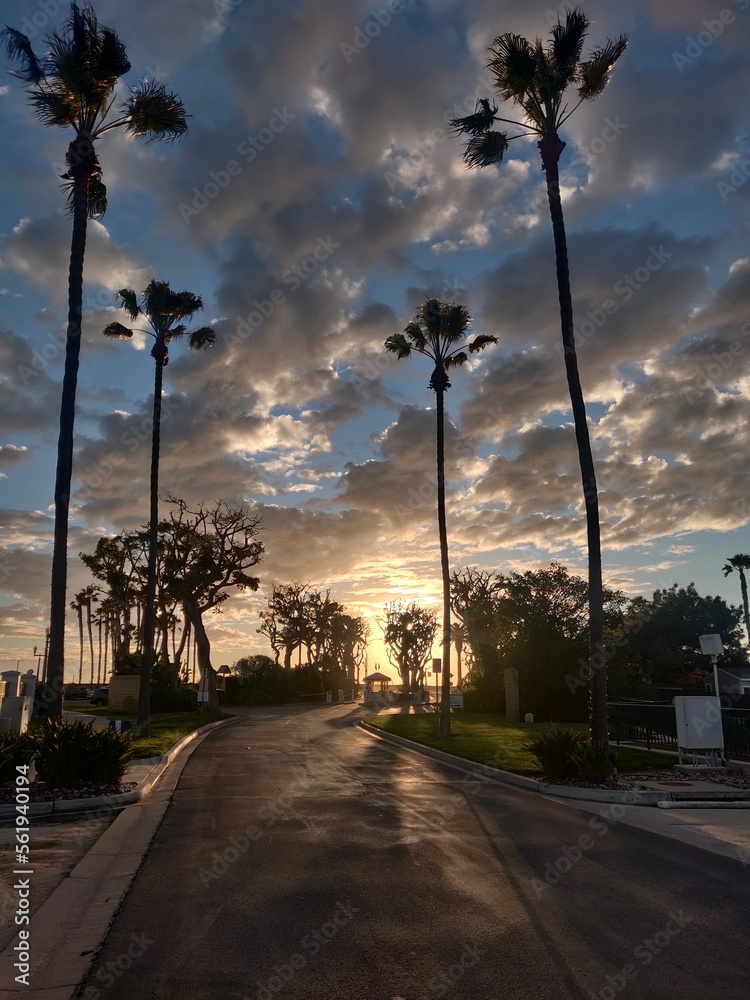 Fototapeta premium trees at sunset