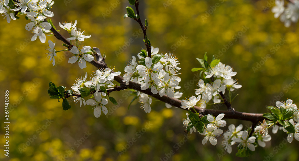 Plum orchard in the flowering period. White and yellow flowers in spring.