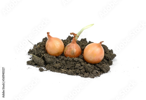 Seeding onion on white background. Spring onion bulbs. Small bulbs yellow onion sets ready to planting. Springtime, gardening concept.