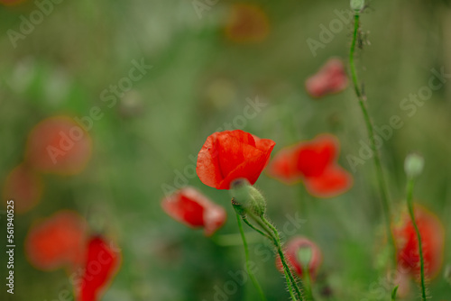 huge field with red white poppies close-up