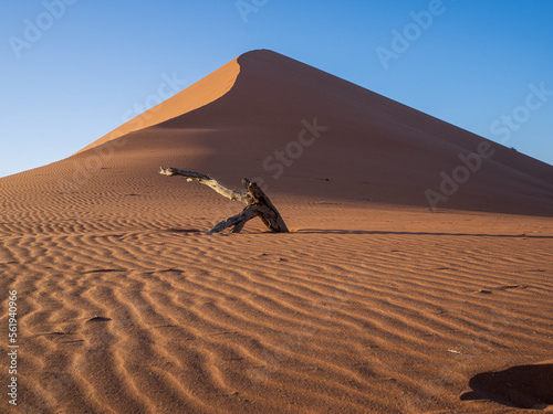 Rippling red sand dune and old tree