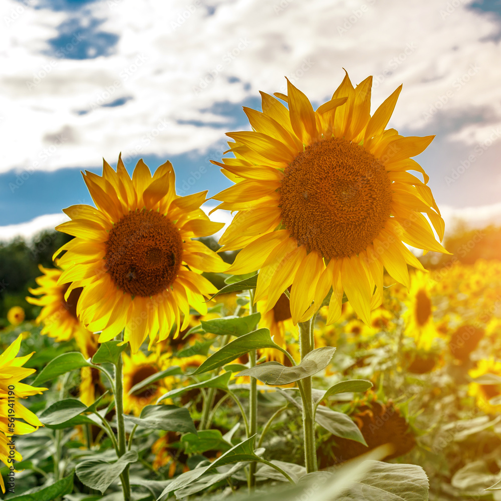Obraz premium Agricultural field with yellow sunflowers against the sky with clouds.Sunflower field.Gold sunset. Sunflower closeup.Agrarian industry. Photo of cultivation land.flowers image